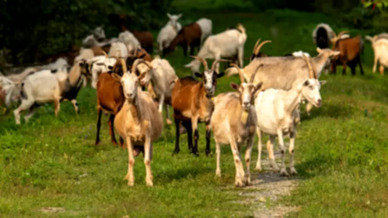 Texas Deploys 300 Goats for Eco-Friendly Invasive Plant Control in Dallas