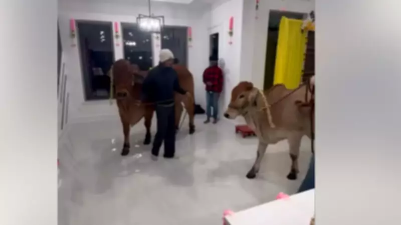 Texas Housewarming Cow Video Sparks Cultural Debate and Anti-India Sentiment