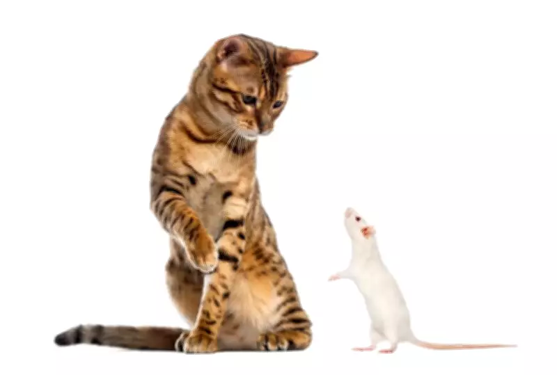 The Curse of the Cat: A Tale of Karma and Consequences in Indian Folklore