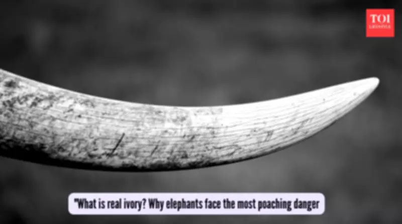 The Ivory Dilemma: From Ancient Art to Modern Conservation Crisis