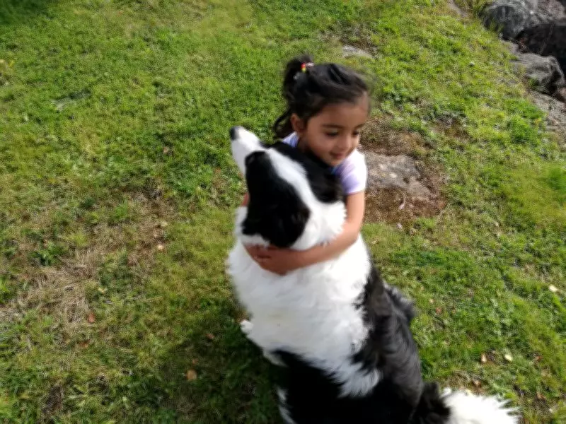 The Profound Impact of Having a Dog in the Family: A Comprehensive Look