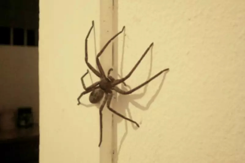 The Unyielding Spirit of a Spider: A Tale of Resilience and Determination