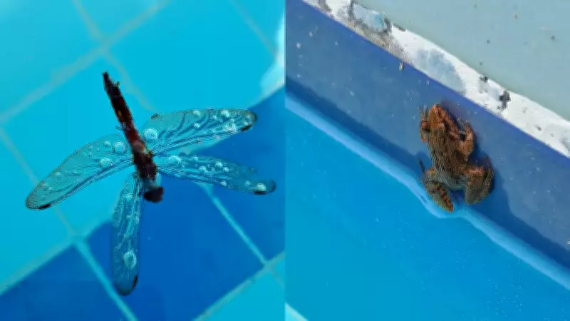 The Vanishing Insects of Goa: A Sterile Future by the Poolside