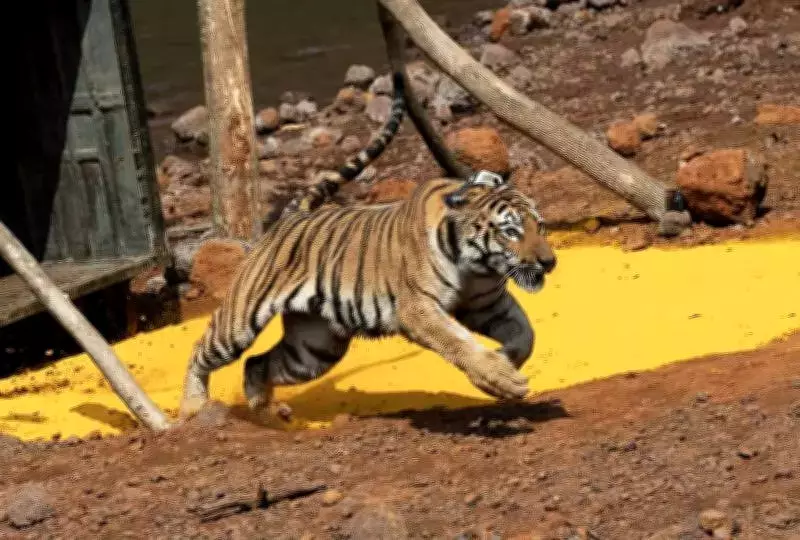 Third Tigress 'Lado' Released in Sahyadri Tiger Reserve Under Operation TARA