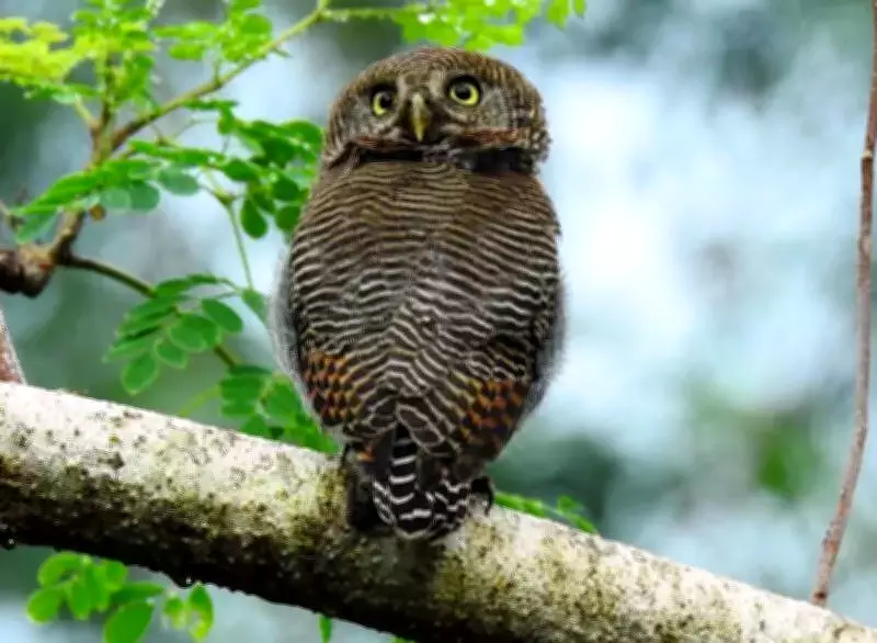 Thiruvananthapuram Bird Count 2026: 260 Species Spotted in Backyard Survey