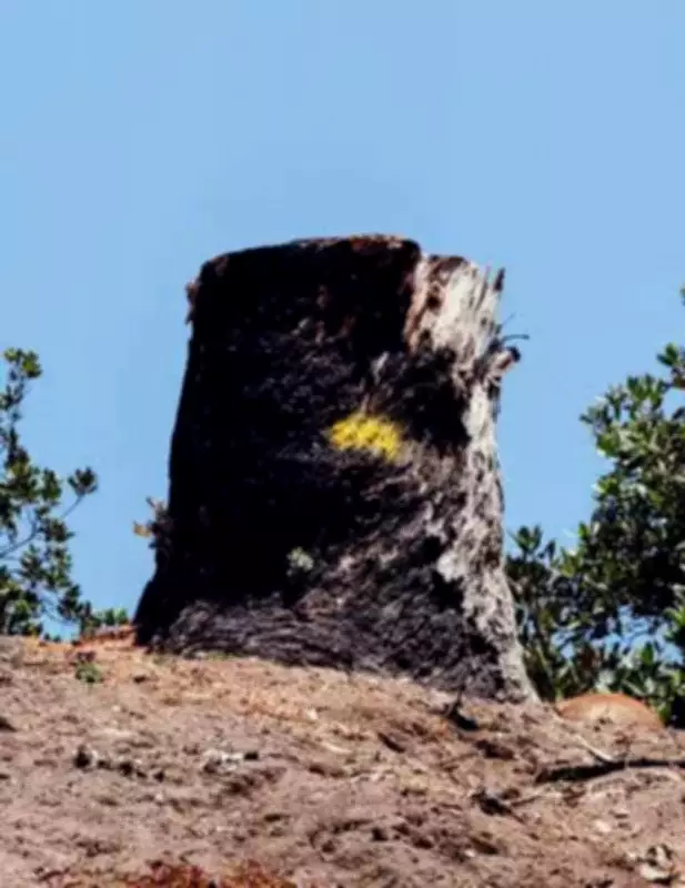 Thiruvananthapuram Loses Over 50 Trees Since June 2025, NGO Audit Reveals