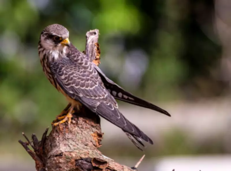Three Amur Falcons Tagged in Manipur Tracked to African Wintering Grounds