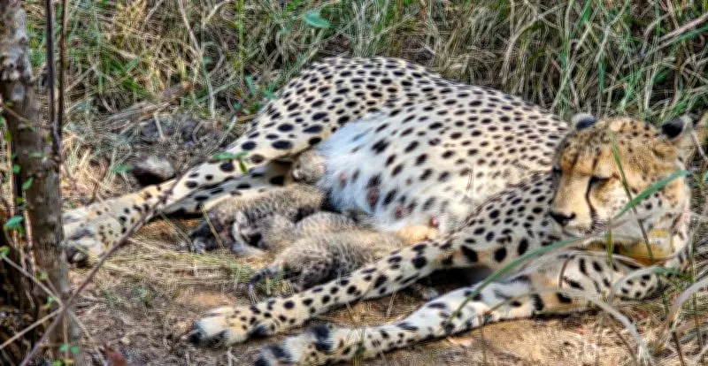Three Cheetah Cubs Born at Kuno National Park in Madhya Pradesh