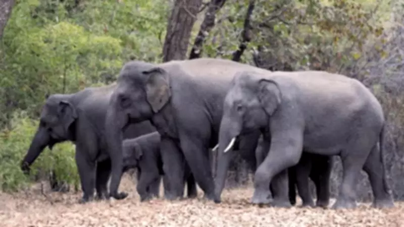 Three Elderly Family Members Killed in Elephant Attack in Jharkhand's Bokaro