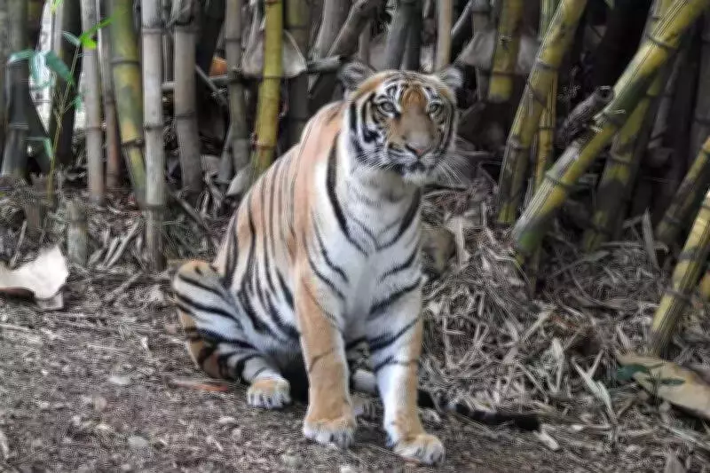 Tiger Attack in Madikeri Sparks Farmer Protests Over Cattle Killings