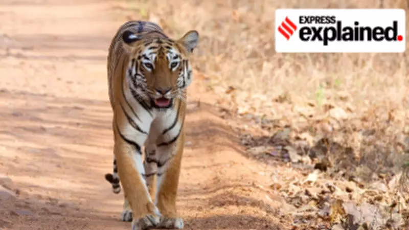 Tiger Dispersal in Andhra and Telangana Sparks Human-Wildlife Conflict Concerns