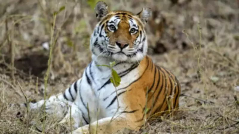 Tiger from Maharashtra Sparks Panic in Rajahmundry, Forest Teams Deployed