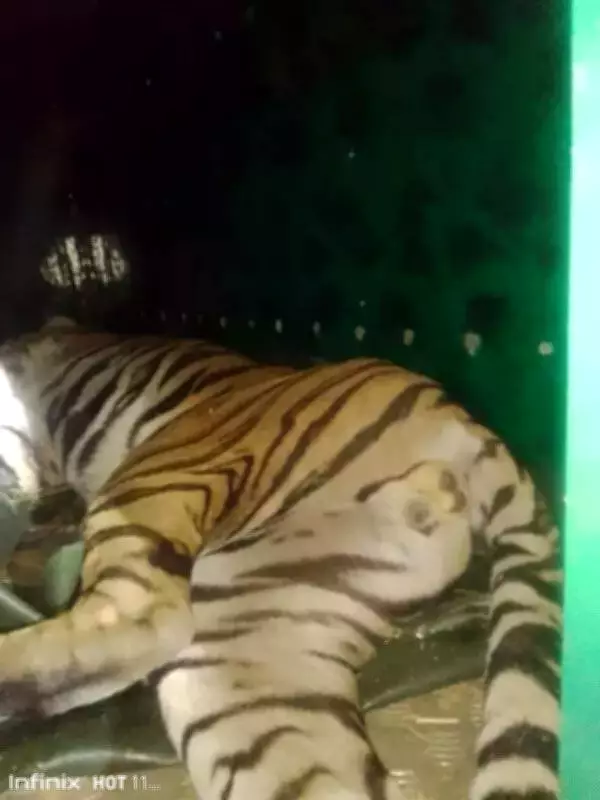 Tiger Rescued by Forest Officials Near Besaguru Village in South Kodagu