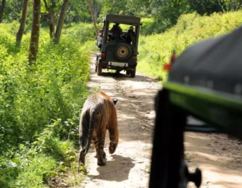 Tiger Safari Guidelines Delay Sparks Farmer Protests in Karnataka Reserves
