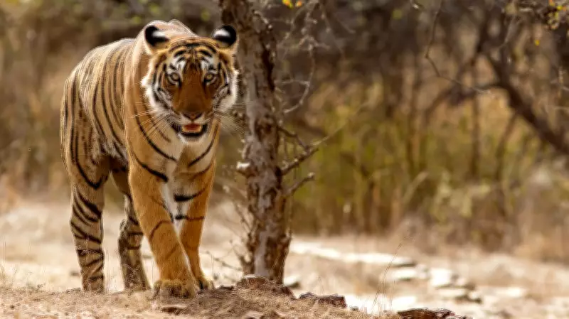 Tiger Sighting Triggers Panic in East Godavari Villages, Andhra Pradesh