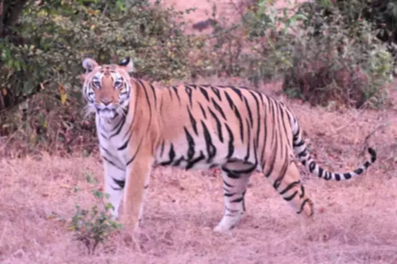 Tigresses Boost Tourism at Maharashtra's Sahyadri Tiger Reserve