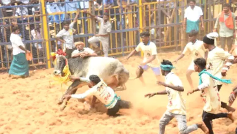 Tragedy at Trichy Jallikattu: Teenager Killed, 59 Injured During CM Stalin Birthday Event