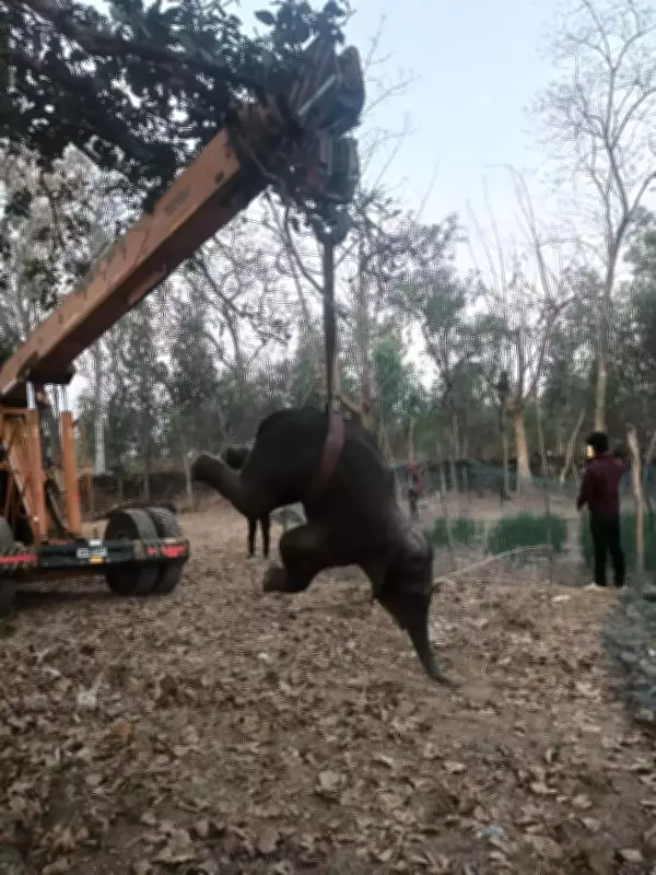 Tragic Death of Elephant Calf in Keonjhar After Falling Into Open Well