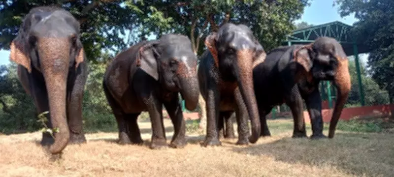 Tragic Elephant Attack Claims Three Family Members in Jharkhand's Bokaro