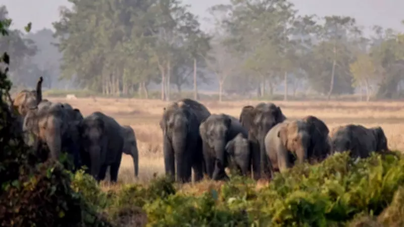 Tragic Elephant Attack in Jharkhand Claims Six Lives, Including Family of Four