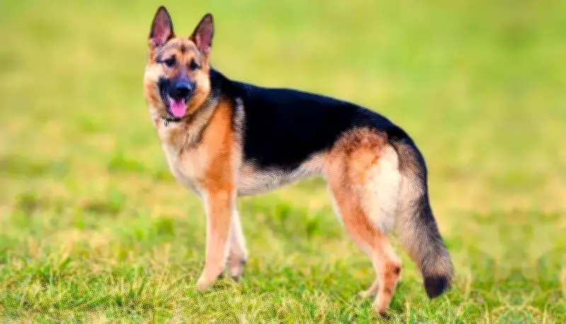 Trichy Man Booked After German Shepherd Dog Bites 6-Year-Old Boy
