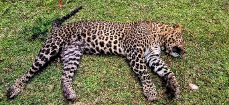 Two Leopards Found Dead in Ooty Forest, Suspected Wild Dog Attack