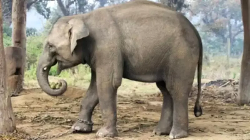 Two More Killed in Bokaro Elephant Attack, Death Toll Rises to Eight Since January
