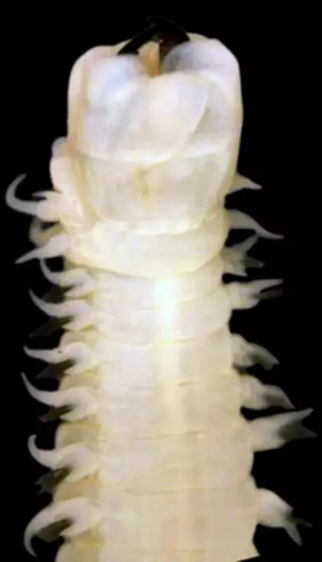 Two New Marine Worm Species Discovered Along Bengal Coast by ZSI Scientists