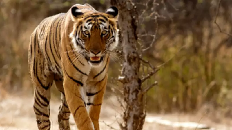 Two Tigers Electrocuted in MP's Shahdol, Nine Big Cat Deaths Since Jan 1