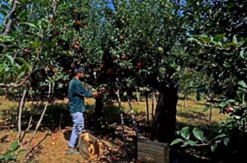 UHF Nauni Launches Week-Long Drive to Combat Apple Orchard Diseases