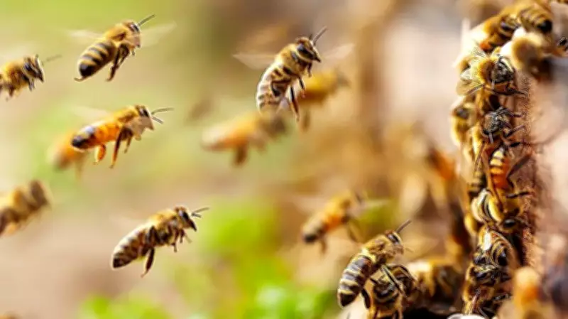 Umpire Dies, 15 Injured as Bee Swarm Attacks Cricket Match in Uttar Pradesh