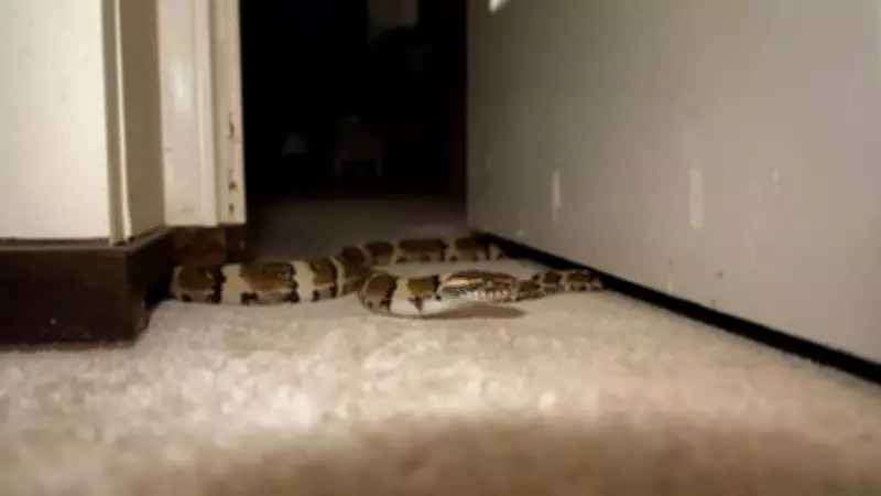 Understanding Snake Behavior: Why They Seek Shelter in Human Environments