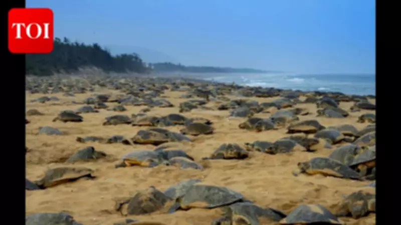 Union Budget 2026 Proposes Turtle Trails in Odisha, Boosts Eco-Tourism in Purvodaya States