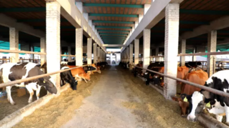 Union Budget 2026: Tax Benefits Extended to Cooperatives for Cattle Feed, Cotton Seed Supply