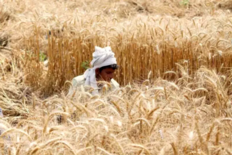 Unseasonal February Heatwave Sparks Wheat Crop Concerns in Punjab and Haryana