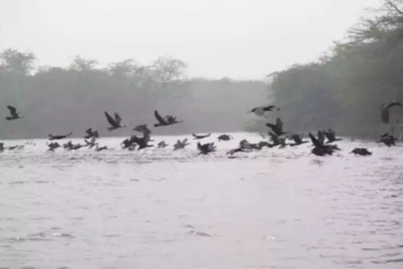 UP Govt Recovers Over Rs 7 Lakh in Agra Illegal Tree Felling Case at Taj Zone