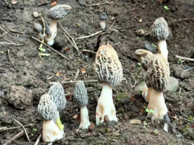 Uttarakhand Scientists Achieve Breakthrough in Artificial Morel Mushroom Cultivation
