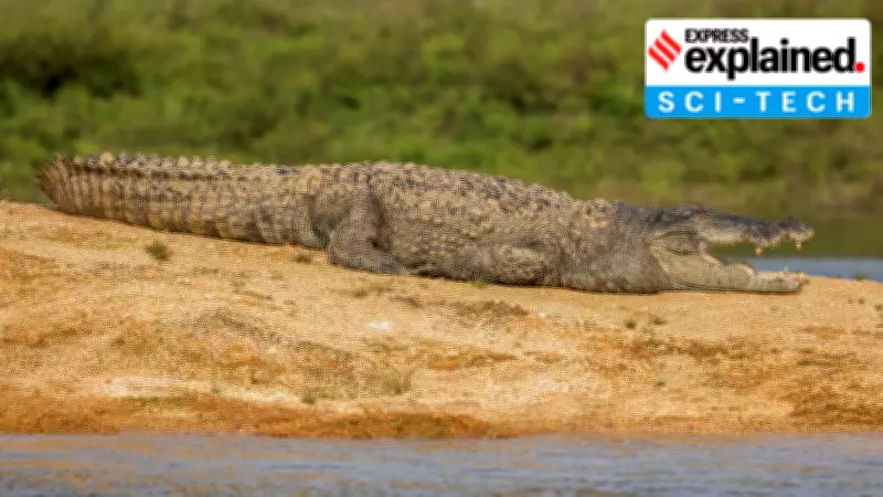 Vadodara's Crocodile Census Reveals Urban Reptile Behavior Post-River Cleanup