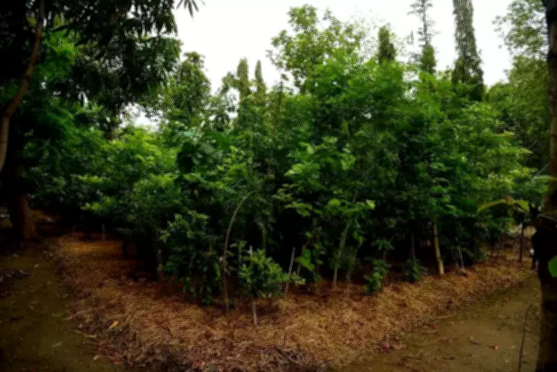 Vidarbha Forest Projects Receive Rs 4.29 Crore for Wildlife Conservation