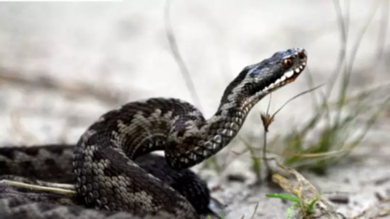 Viper Strike Speed Study: Why Humans Can't React to Snake Attacks