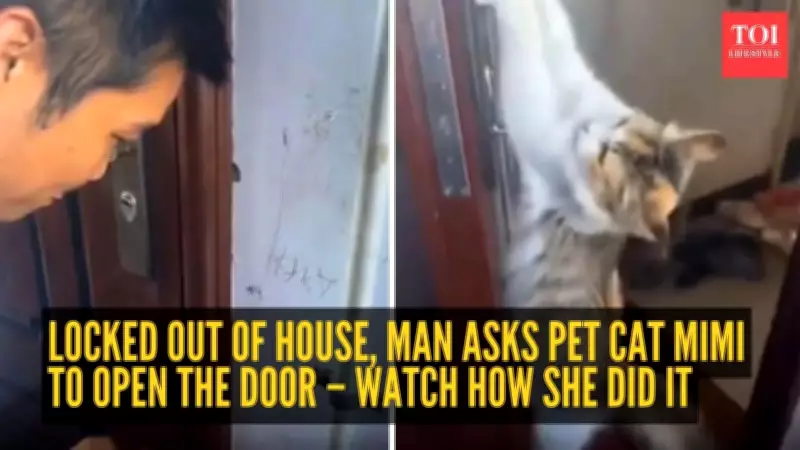 Viral Video Shows Cat Opening Door for Locked-Out Owner, Sparks Online Frenzy