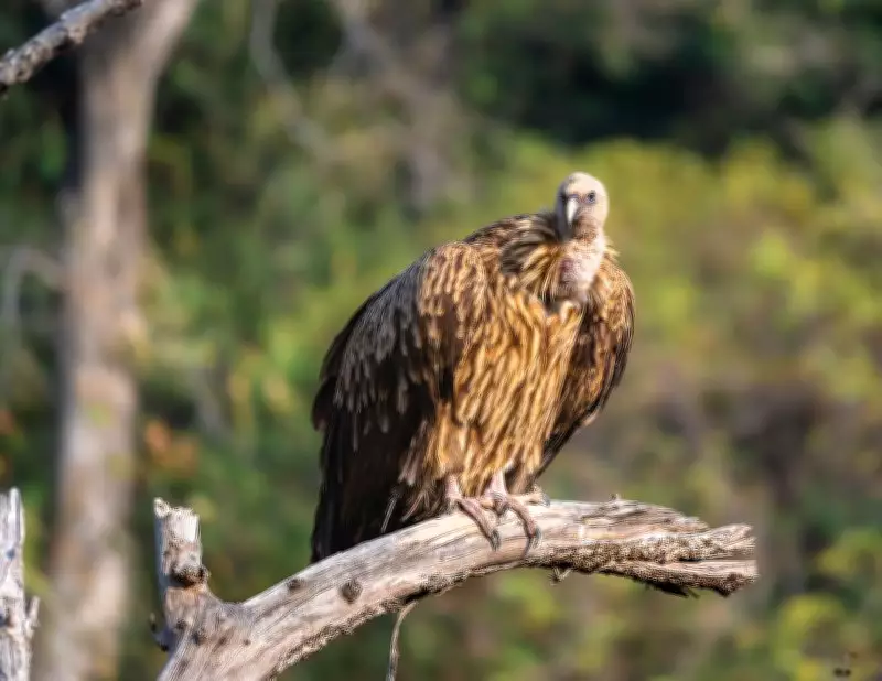 Vulture Release in Melghat Attracts Wild Flock, Boosting Conservation