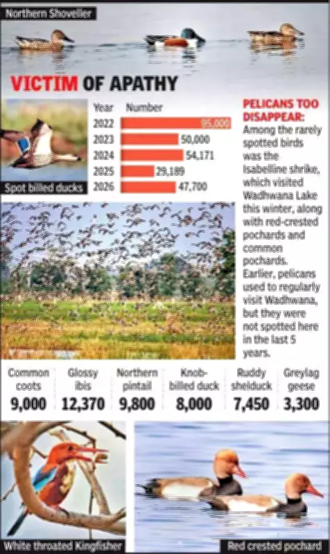 Wadhwana Lake's Migratory Bird Population Plummets by 50% Since Ramsar Designation
