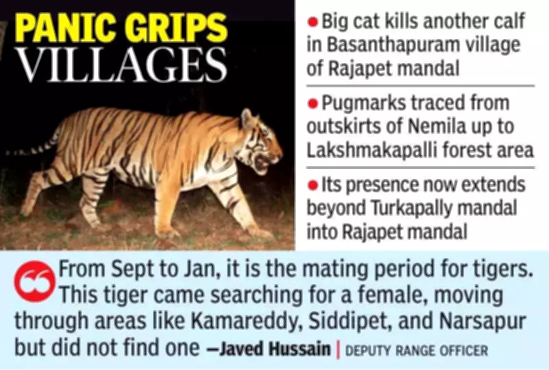 Wandering Tiger Continues to Stalk Yadadri Bhuvanagiri Villages, Killing Fifth Calf