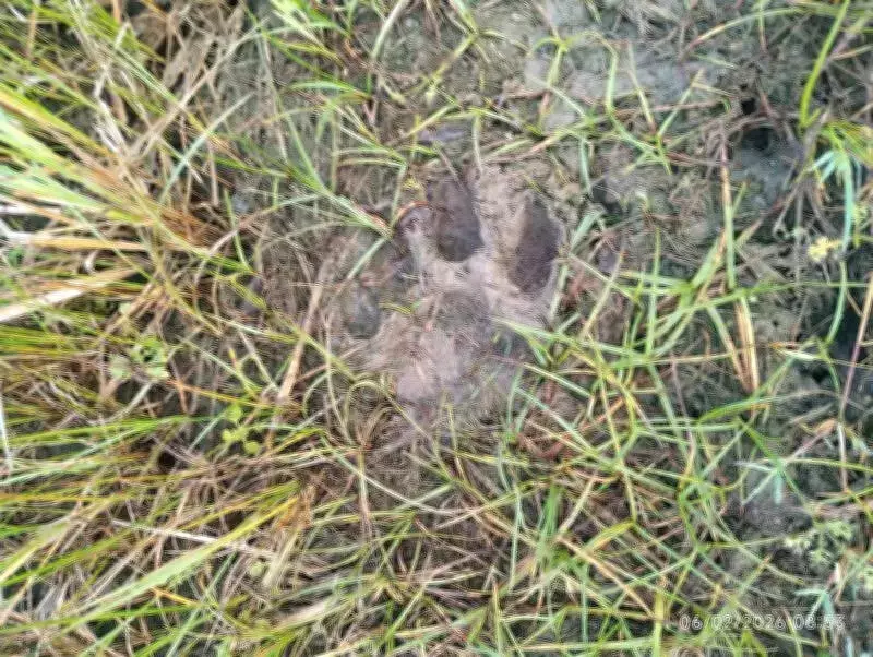 Wandering Tiger Strikes Again in Telangana, Kills Calf in Jangaon District