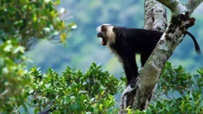 Western Ghats: A UNESCO World Heritage Site and Biodiversity Hotspot