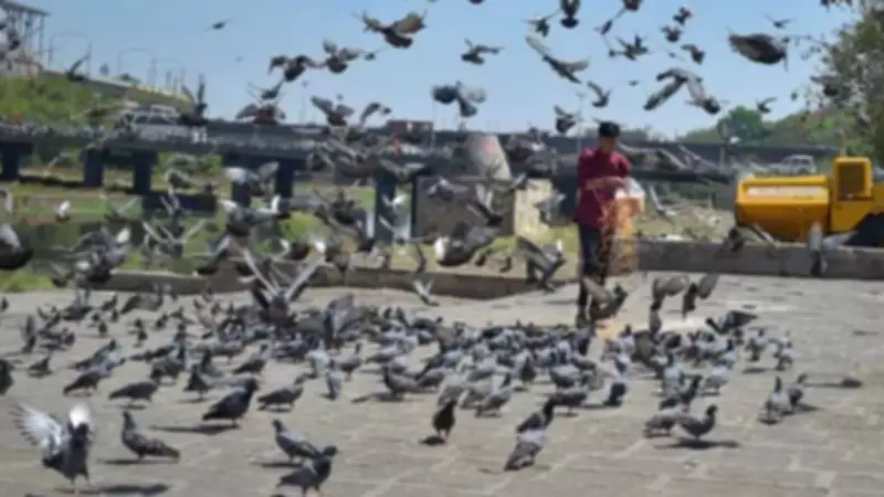 Who Truly Benefits from Development? Delhi's Pigeons Offer a Stark Reflection