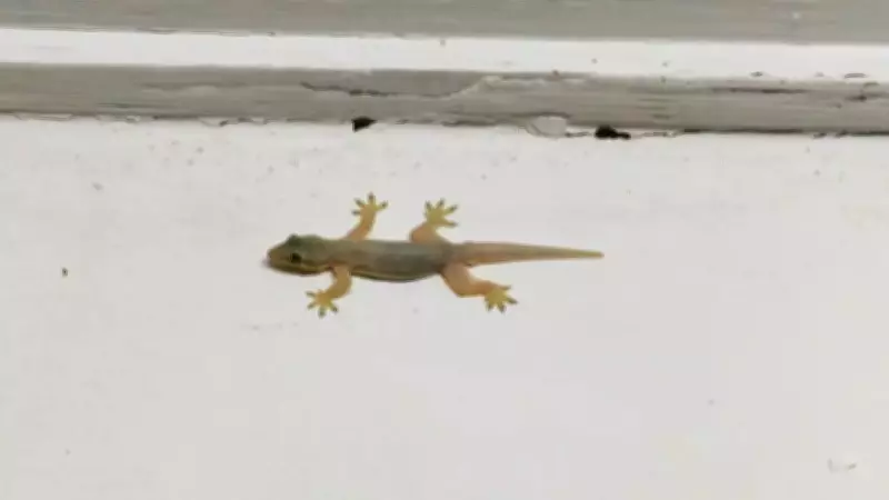 Why Lizards Invade Homes as Summer Approaches: A Scientific Explanation