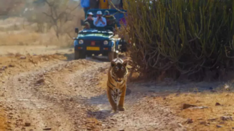 Why Ranthambore's Zones 1-5 Are India's Premier Wildlife Safari Destination