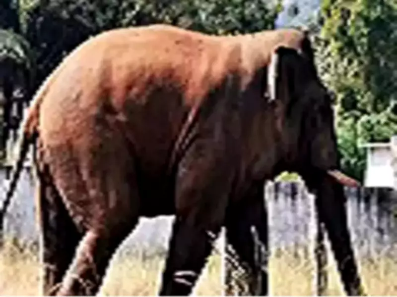 Wild Elephant Rampage in Rohtas Villages: 6 Animals Killed, Crops Destroyed